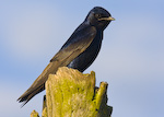 Purple Martin